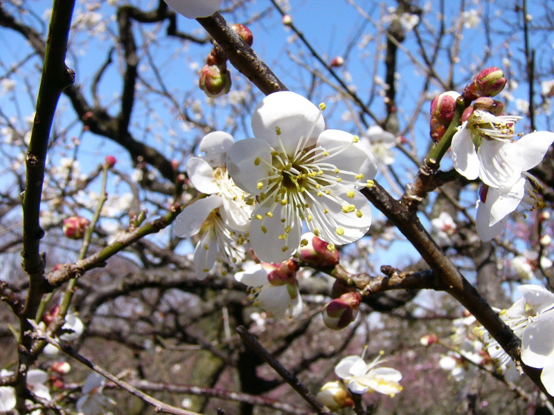 ウメの花