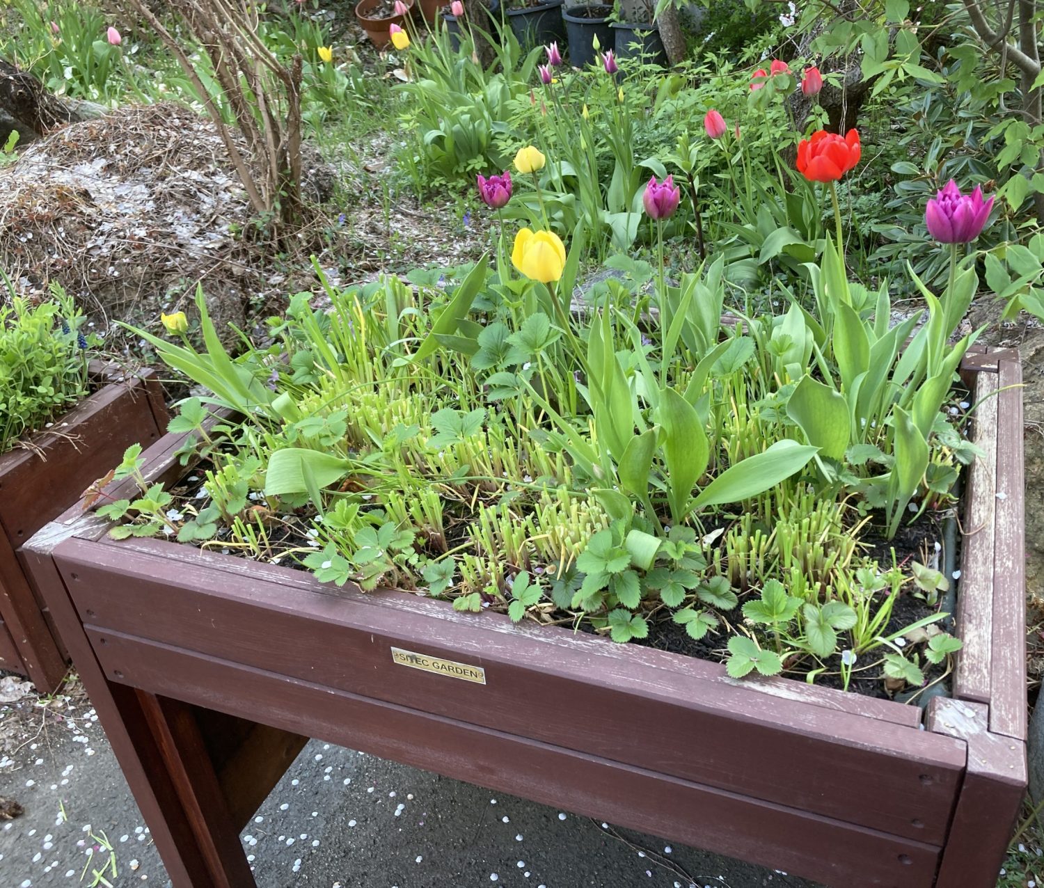 イチゴの花芽が上がってきたレイズドベッド・テーブル