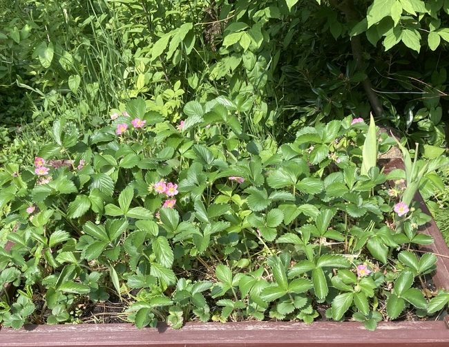 SITEC GARDENレイズドベッドテーブルにイチゴ開花