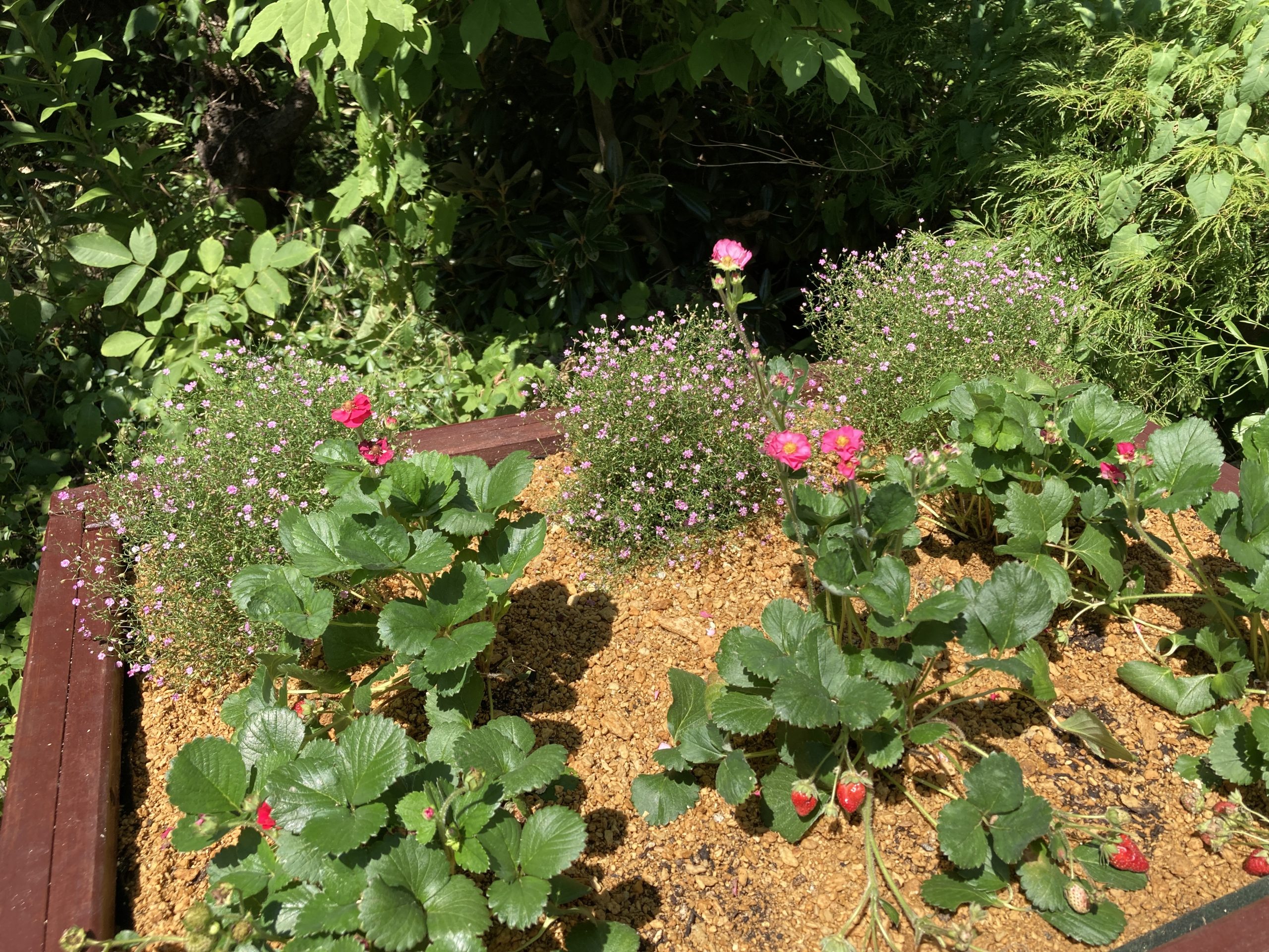 レイズドベッド・テーブルにイチゴとカスミソウの植栽の完成
