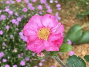 赤花のローズ・ベリー・レッド